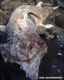 Dead Basking shark