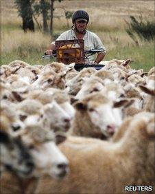 A farmer herds sheep at the Charlie Bragg farm in Cootamundra,135 km (83 miles) northwest of Canberra in this March 10, 2011 file photo