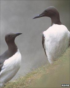 Guillemots [Pic: RSPB]