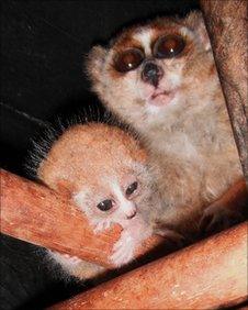 Pygmy slow loris, mother and child