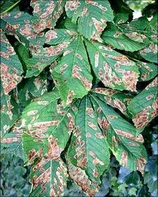 Damaged leaves