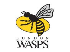 Wasps