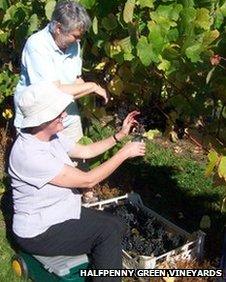 People harvesting grapes at Halfpenny Green in Staffordshire. Photo: Halfpenny Green Vineyards