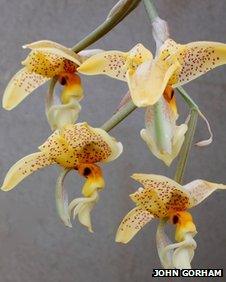 Stanhopea