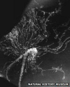 An x-ray scan of a solitary hydroid