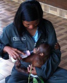 Rosa cares for baby orangutan Elaine at the Samboja Lestari sanctuary in East Kalimantan.