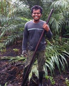 Ronal from Sulawesi, a plantation worker in East Kalimantan, says plantations view orangutans as pests.