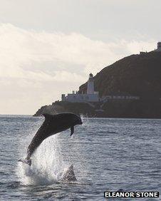 Bottlenose dolphin in Douglas Bay