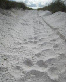 Leopard tracks in the sand