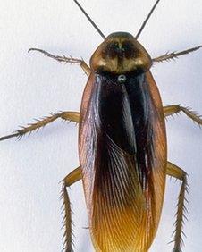 A cockroach