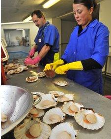 Scallop processing