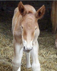 Billy the Suffolk Punch colt