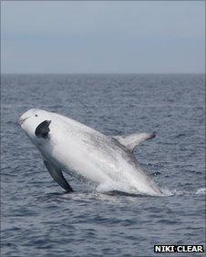 A Risso's dolphin spotted off the Isle of Man