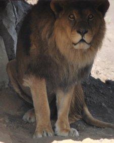 Johnny Senior, lion at Yorkshire Wildlife Park