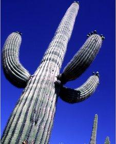 Saguaro cacti in the Arizona desert, between Phoenix and Tucson, western America, 2001