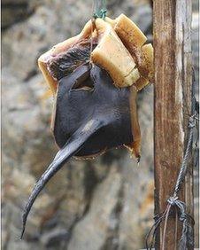 Whale fin hanging to dry