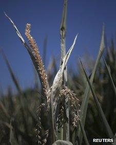 dried up crops