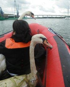 Two swans on a boat near the Orwell Bridge in Ipswich