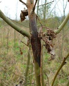 Symptoms of ash dieback at Hullback's Grove, Arger Fen, Suffolk