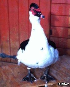 Big Dave, a Muscovy drake