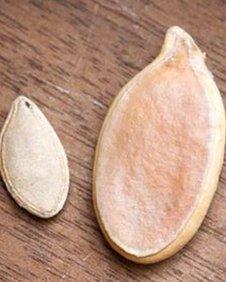 A normal pumpkin seed next to the 200 euros seed