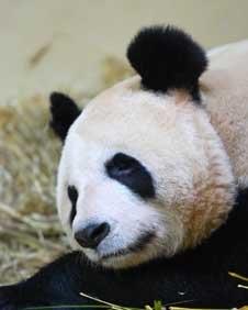 Female Tian Tian has been "bleating"