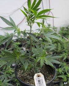 Marijuana plant file picture January 2013