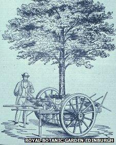 Drawing of a tree transplanting machine used when the Garden moved from Leith Walk to Inverleith