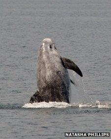 Risso's Dolphin near the Isle of Man