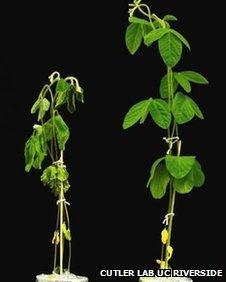 Soybean plants with and without a new chemical