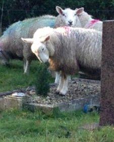 Sheep in graveyard