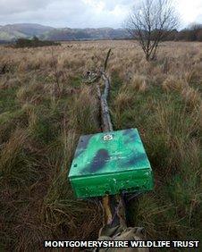 Fallen ash tree at Cors Dyfi reserve