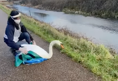 A swan is set for release by the side of a canal