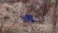 A low-resolution image of the dog. The blue fleece covering it is in the centre of the image. The dog cannot be seen. It is surrounded by yellow and brown grass and plants.