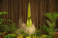 Thousands await stinky plant's rare bloom