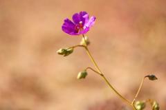 Rare wildflowers blanket Atacama desert