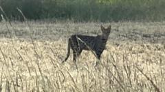 Big cat found in plant pot after two-month search