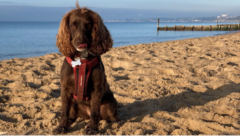 Which beaches are dogs banned from this summer?