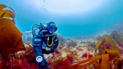 Scientist's lifelong obsession with mystery of elusive 'pink zebra' seaweed
