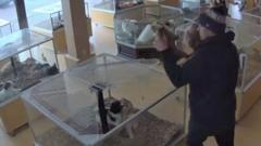 Watch: Bulldog puppies stolen in chaotic pet shop heist