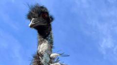 New friends for twice bereaved emu Malcolm