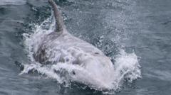 Study of 'declining' deep-sea dolphins secures funding