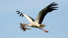 Storks industrial estate nest a 'major milestone'