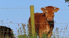 Your photos: Cows, sunshine & lightning