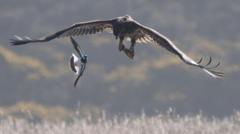 UK's largest bird of prey an 'unforgettable' sight