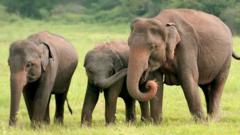 Bangladesh bans adopting elephants from the wild