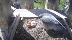 Easter egg surprise from cathedral's peregrines
