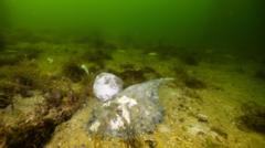 Australia's toxic algae bloom is 'natural disaster' - premier