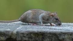 Two-year rat problem 'absolute hell' for residents