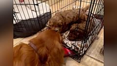 Watch: Moment stolen puppies are reunited with mum